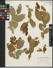 Foto von Salix pseudomonticola C. R. Ball